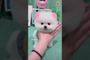 ORDER NOW | Pomeranian puppies | cute puppy viral shorts video #viralshort #shorts #cutepuppy #pets
