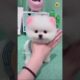 ORDER NOW | Pomeranian puppies | cute puppy viral shorts video #viralshort #shorts #cutepuppy #pets