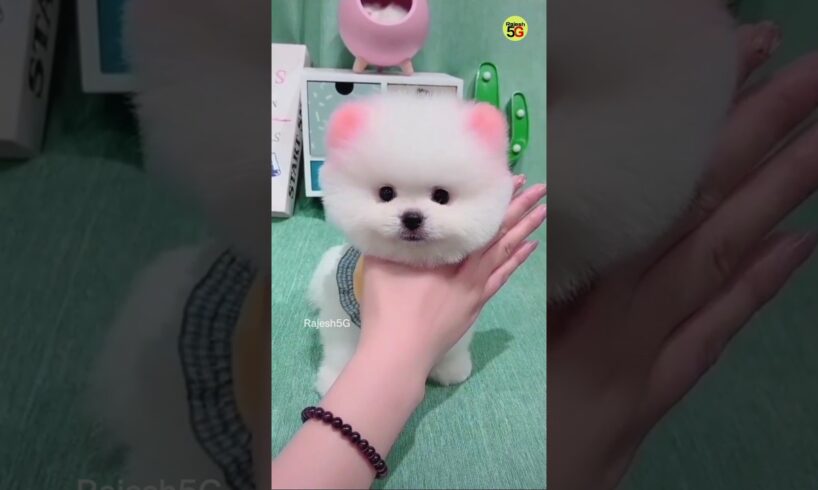 ORDER NOW | Pomeranian puppies | cute puppy viral shorts video #viralshort #shorts #cutepuppy #pets