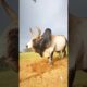 Pagla guro 🔥🐂#cow #animals #shorts #viralvideo #foryou #2024