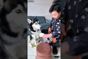 Playing with a cute dong 🐶 #funny #doglover #animals #shorts #short