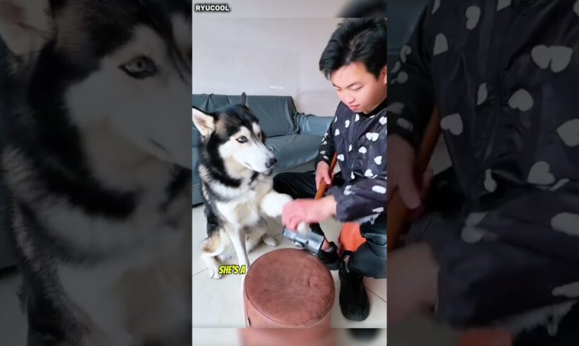Playing with a cute dong 🐶 #funny #doglover #animals #shorts #short
