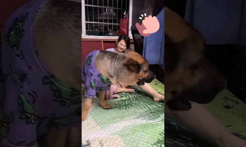 Playing with my dog funny #shorts #animals