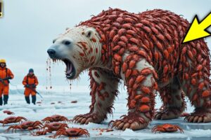 Polar Bear Rescue from Thousands of Red Crabs 🦀| Heartwarming Animal Rescue 😱|#animals #wildlife #ai