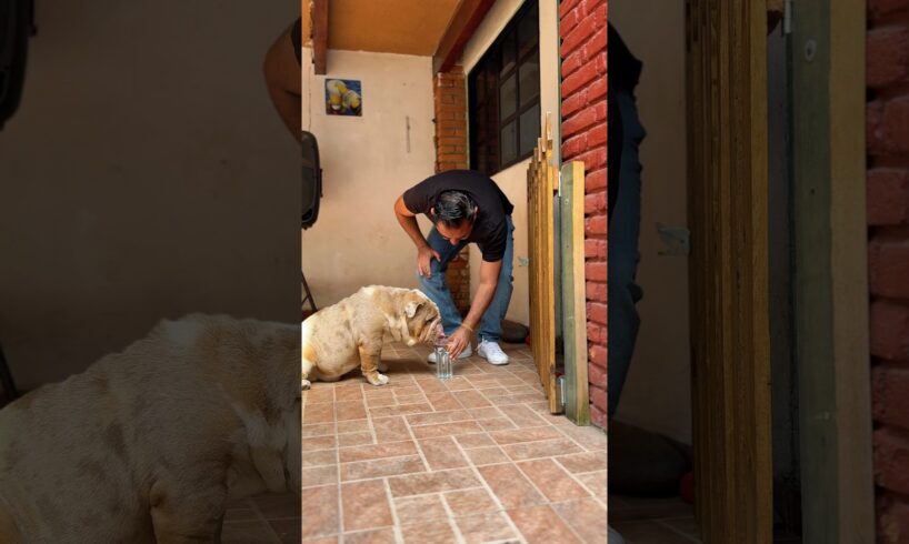 Polar mete la pata 🐾 LITERAL  #Pets #perrosgraciosos #amorperruno  #animals #dog