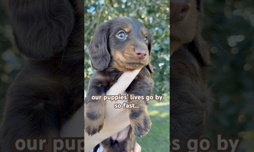Puppy Love #minidachshund #dachshundpuppy #puppy #dachshund #weinerdog #cutepuppy #cute #cutedog