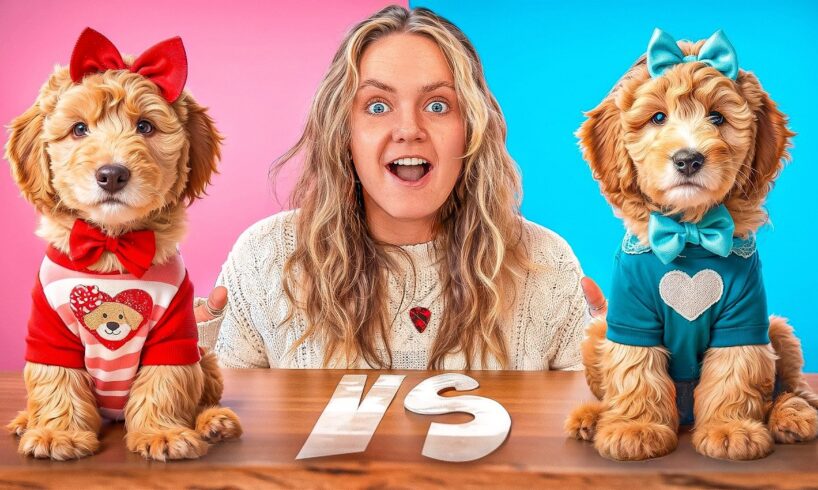 Puppy Valentine’s Day Competition! Boys VS Girls!