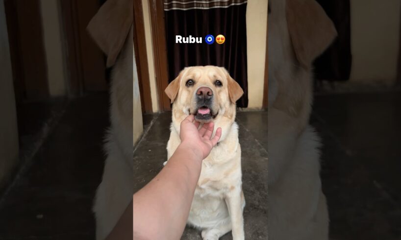 Ratiyaan 🥰 || labra rubi || #shorts #youtubeshorts #labrador #dog #funny #memes #cute #viralshort