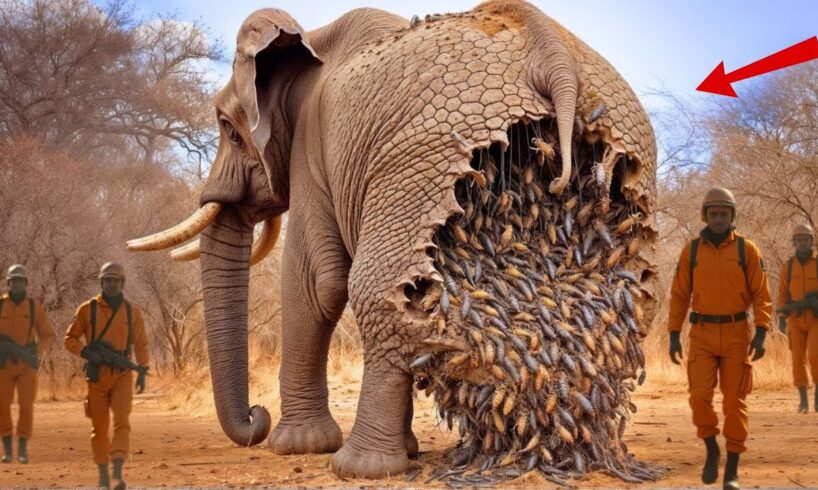 Rescue Story: ELEPHANT Rescued From Beehive By Rescue Team | Animal rescue