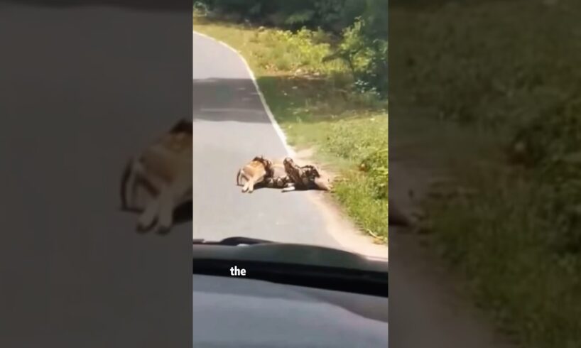 Rescue the little deer from the python’s mouth #animals #rescue #deer #snake #friendship