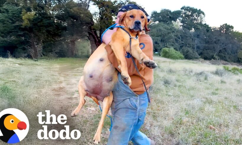 Rescuing a Very Pregnant Dog After Hours of Tracking in the Woods | The Dodo