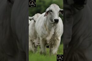 Sapi brahman #cow #sapi #cowbrahman