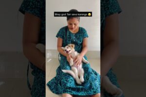 Seva 😱😂 #youtubeshorts #shorts #pomeranian #dog #funny #memes #comedy #cute #viralvideo