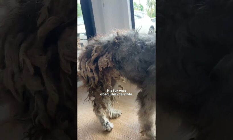 Shaggy Dog Can't Stop Screaming When He Gets Rescued | The Dodo
