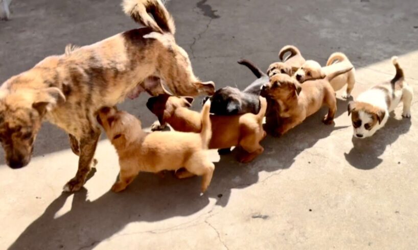 Shocked! 7 cute puppies and their mom suddenly broke into my home! 🐶🐕❤️😘👍👍👍