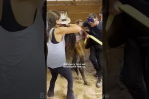 Skinny Horse Who Couldn't Lift His Head Up Runs Now | The Dodo