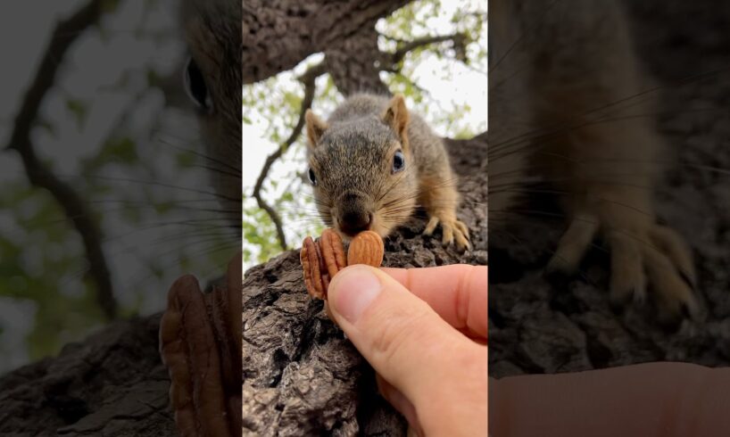 Squirrel Fishing with Baby Lou #animals #games #challenge #feed #fun #reels #play #live #sports #fyp