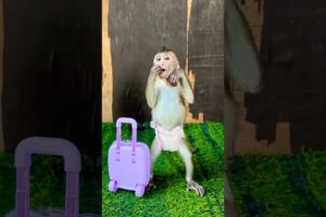 Style of baby play alone #shorts #youtubeshorts #youtube #animals