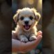 Super cute puppies #cute #pets #puppy