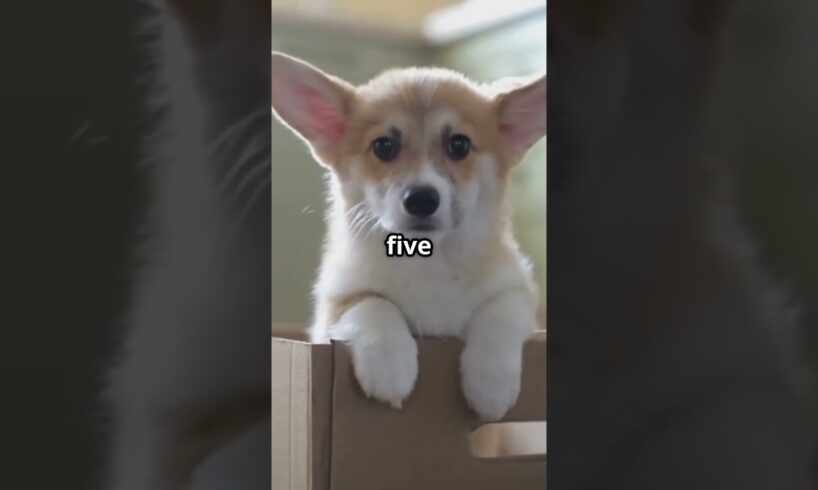 TOP 8 DOG BREEDS with the CUTEST Puppies #shorts