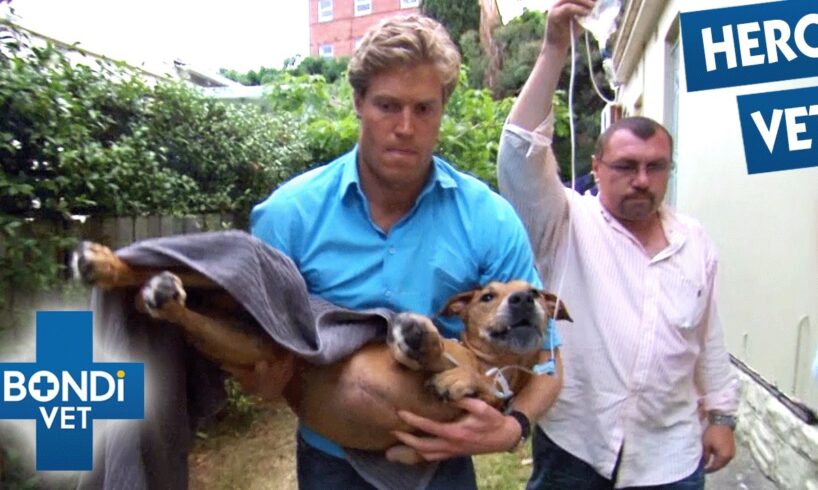 The Most Dramatic Animal Rescues to Save Trapped Pets! | Bondi Vet