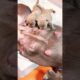 The Ultimate Cutest Puppy Challenge! 🐶✨ You Can't Miss This #dog #puppy #viralvideo