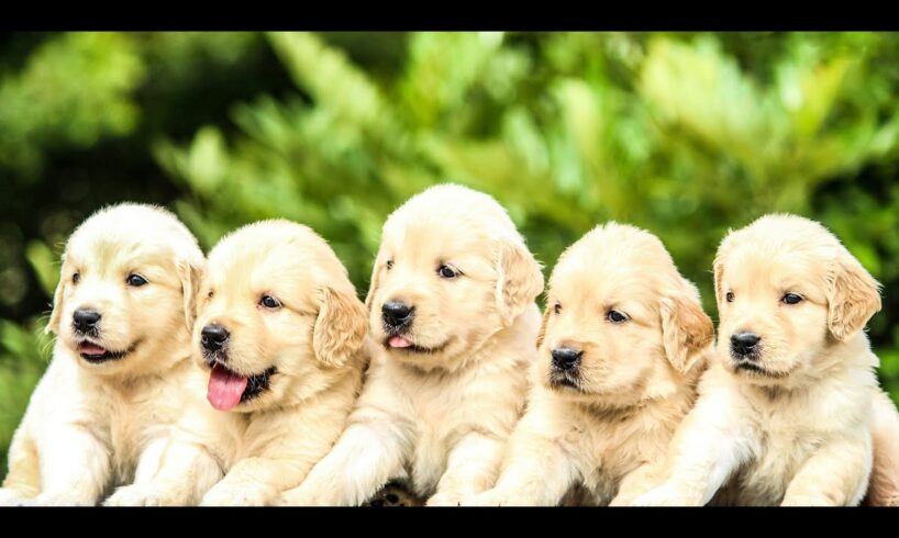 The World's CUTEST Puppies 4K 2025! 🐶💕:Cute Dogs Collection :#dog #doglover #doglife #dogvideos