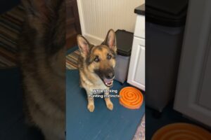 The cutest house sloth ever 💙