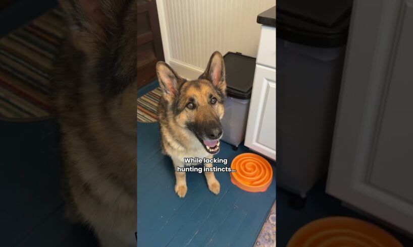 The cutest house sloth ever 💙