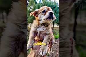 The cutest puppy I've ever seen #puppy #puppies #puppylife #puppydog
