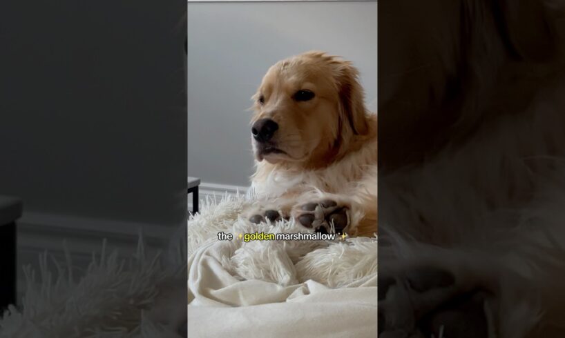 The laziest creature in the world 😂 #dogshorts #dogs #puppy #puppies #goldenretriever #pets