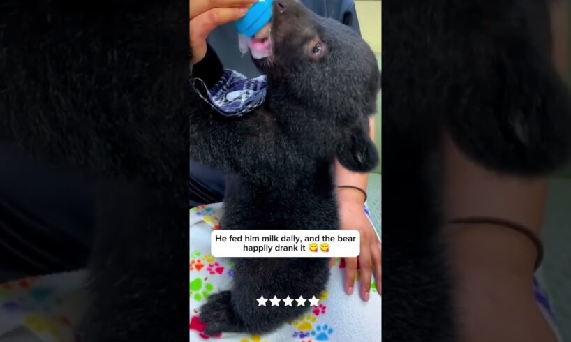 The lost baby bear #animals #rescue #animalrescue #animalshorts