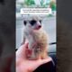 The lost baby meerkat #animals #rescue #animalrescue #animalshorts