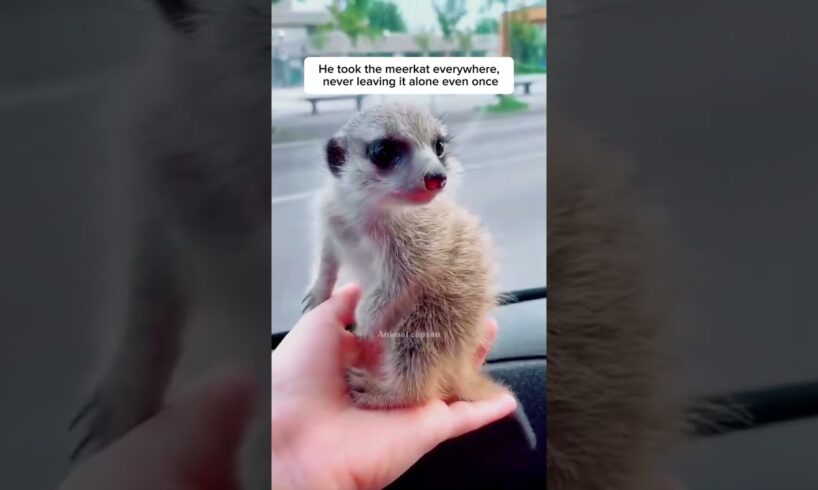 The lost baby meerkat #animals #rescue #animalrescue #animalshorts