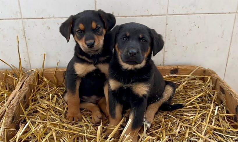 These puppies are heroes! They survived the bag and the busy road.
