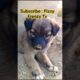 Three baby dogs #cute #puppy