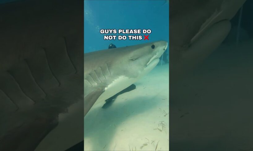 Tiger Shark #viralvideo #tigersharks #video #viral2025 #shark #amazing #awesome #experience #love