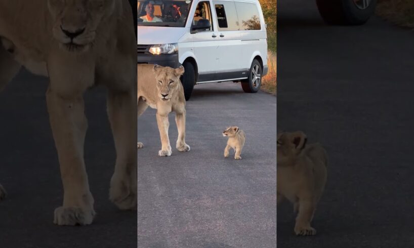 Tiny Lion Cub ❤️🦁 #amazing #nature #animals