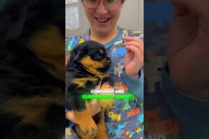 Top 5 Cutest Puppies in the World 🐶 | Try Not to Say “Aww”!