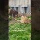 Top 5 craziest animal fights at zoos caught on camera! 😱 #tiger #chimpanzee #shorts #shortsfeed