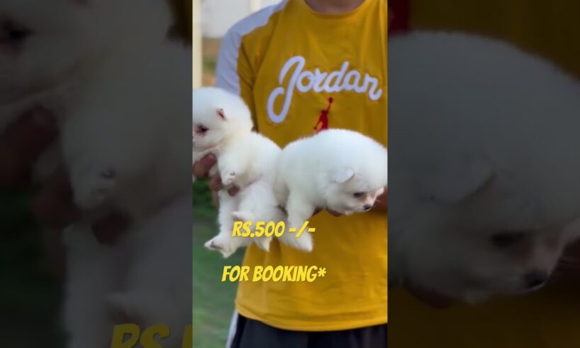 Toy Pom Puppies for sale booking at best price range in india