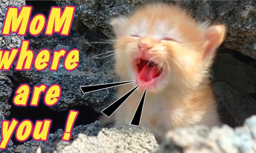 Try to save a kitten from road - Rescuing Street Kitten Near Death | Kitten Need for Help