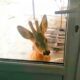Two Wild Deer Visit Every Day To Play With Kids | Cuddle Buddies
