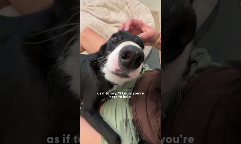 Unwanted Pregnant Dog Saved From Shelter Right Before Giving Birth | The Dodo