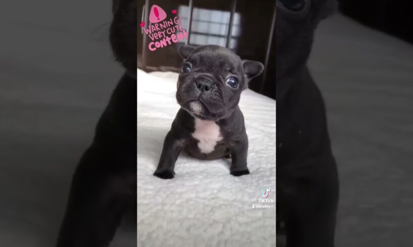 Very Cute Little Puppy Barking!!!