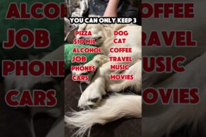 What Are You Choosing? #puppy #cute #goldenretriever #meme #dog