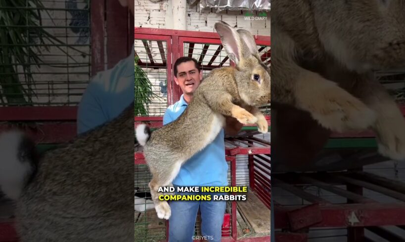 What Makes Rabbit A Great Pet