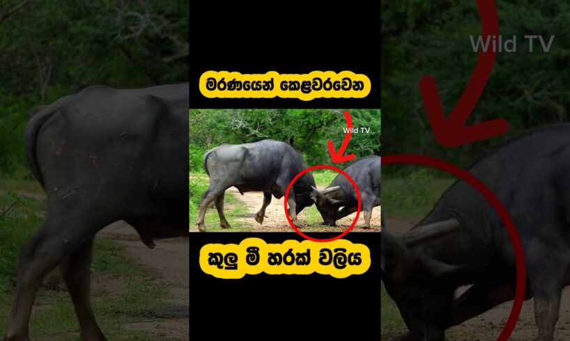 Wild buffalo fight and kill by stranger🫣🐂#shorts #shortvideo #automobile #youtube #buffalo #fight