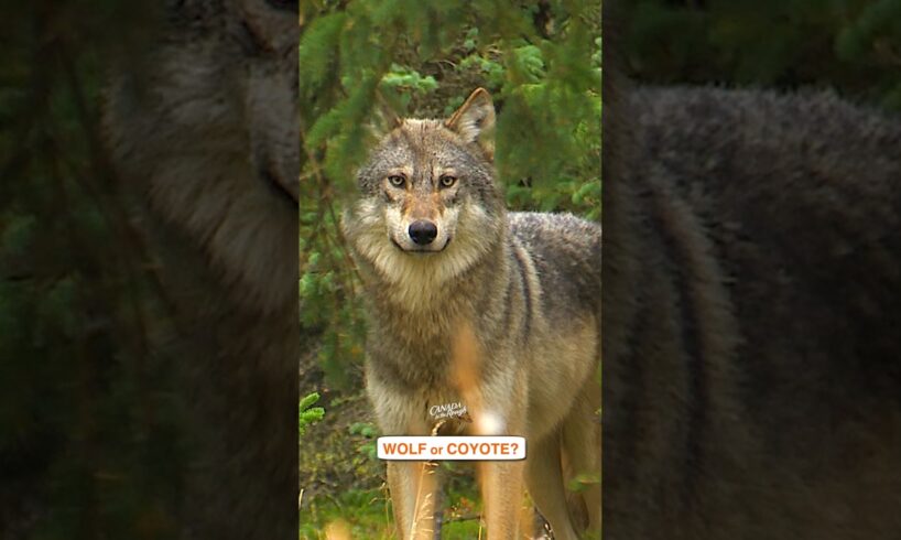 Wolf or Coyote?? #animals #shorts