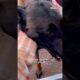 Woman Rescues Lost Dog And Reunites Him With His Family #Dog #Reunion #DogRescue